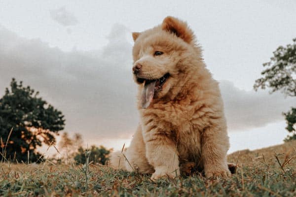 Are Chow Chows Good for First Time Owners? Need-to-Know Basics