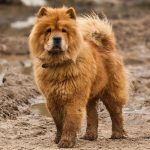 Are Chow Chows Aggressive