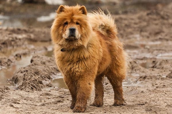 Are Chow Chows Aggressive