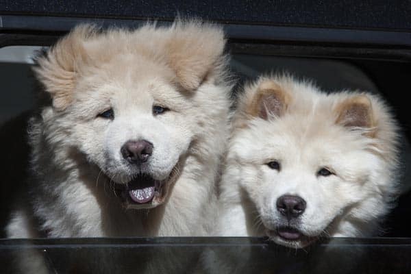 Can Chow Chow Live in Hot Weather? Answers to a Burning Topic