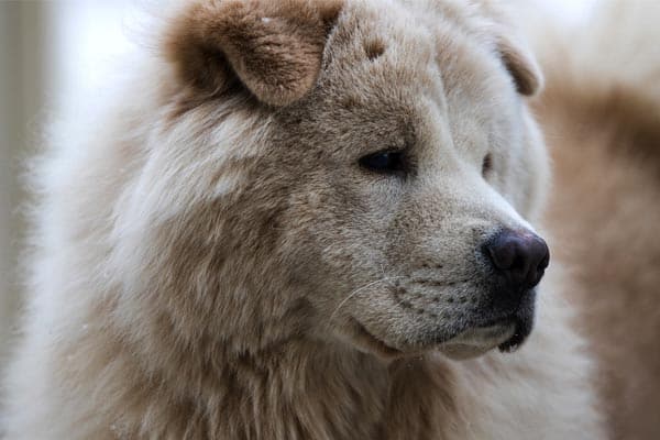Do Chow Chows Shed? Shedding Seasons and How to Cope with Them