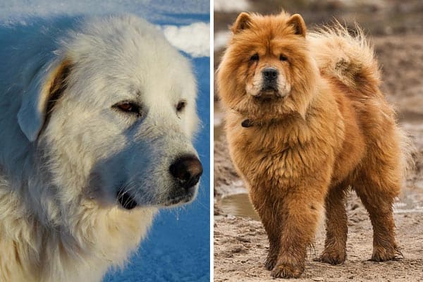 Great Pyrenees Chow Mix