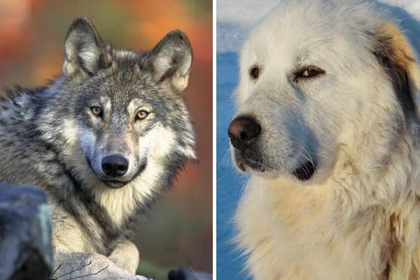 Great Pyrenees Wolf Mix