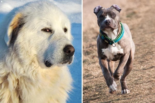 Great Pyrenees vs Pitbull