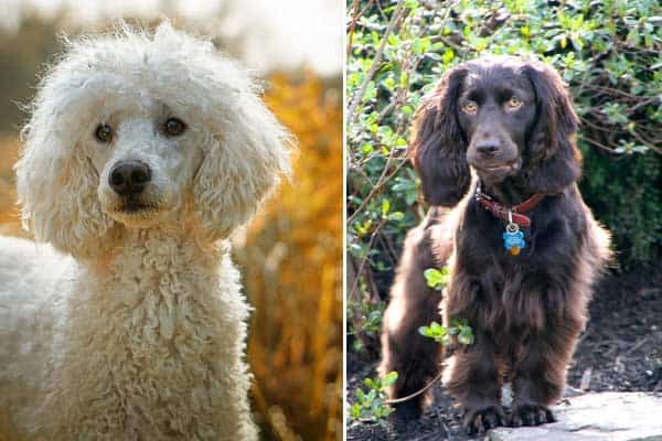 Boykin Spaniel Poodle Mix