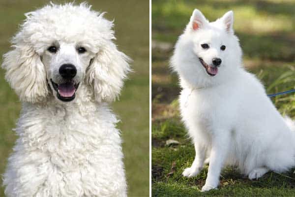 Japanese Spitz Poodle Mix