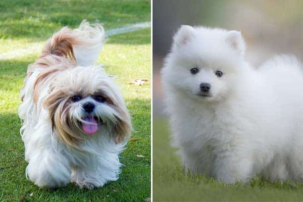 Japanese Spitz Shih Tzu Mix