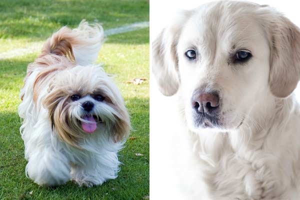 Labrador Retriever Shih Tzu Mix: Meet the Gentle Playful Dog