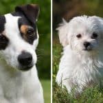 Maltese Jack Russell Terrier Mix