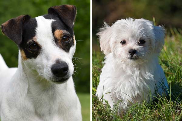 Maltese Jack Russell Terrier Mix