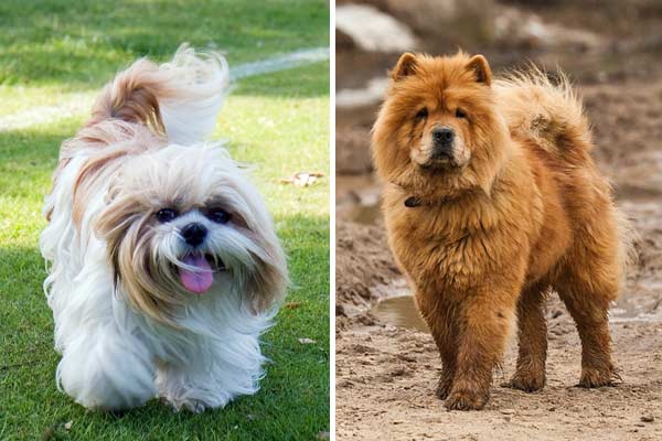 Shih Tzu Chow Chow Mix