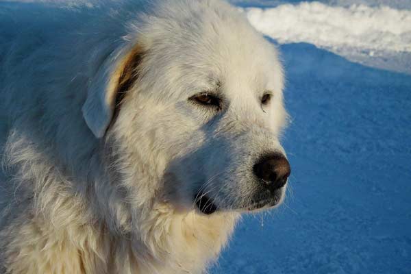 Are Great Pyrenees Good Hiking Dogs?