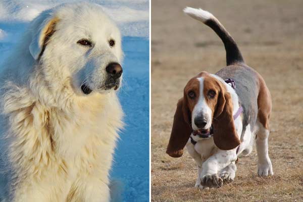 Basset Hound Great Pyrenees Mix