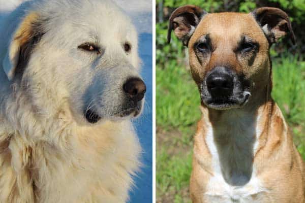 Black Mouth Cur Great Pyrenees Mix