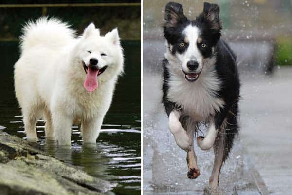 Border Collie Samoyed Mix: Is It the Right Dog for You?