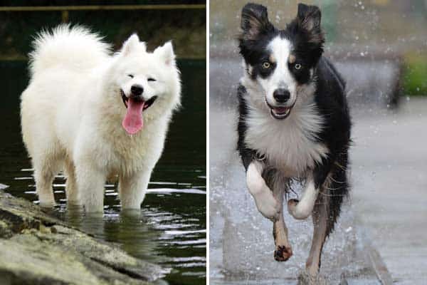 Border Collie Samoyed Mix