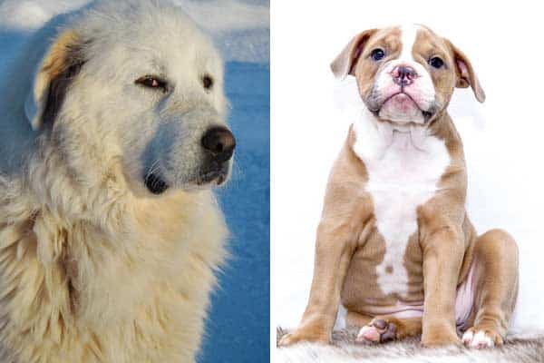 Bulldog Great Pyrenees Mix: Meet the Wonderful Family Dog