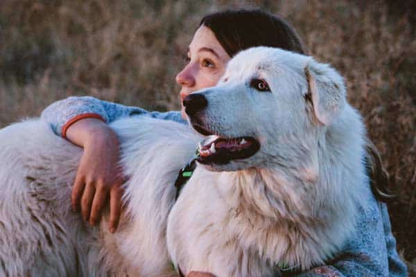 Can Great Pyrenees Be Left Alone
