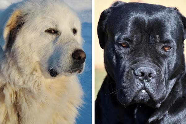 Cane Corso Great Pyrenees Mix