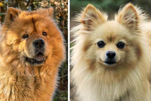 Chow Chow Pomeranian Mix: Complete Guide to a Teddy Bear Spitz