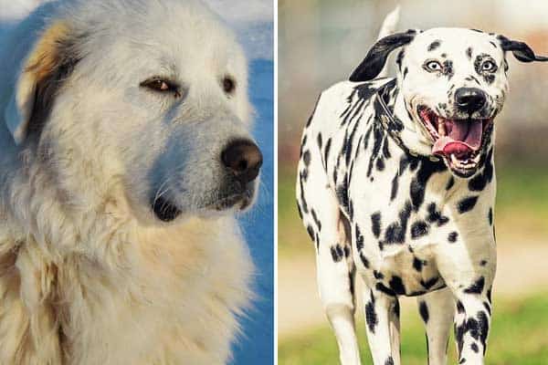 Dalmatian Great Pyrenees Mix: Meet the Dignified Smart Dog