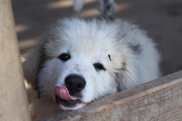 Do Great Pyrenees Bark a Lot