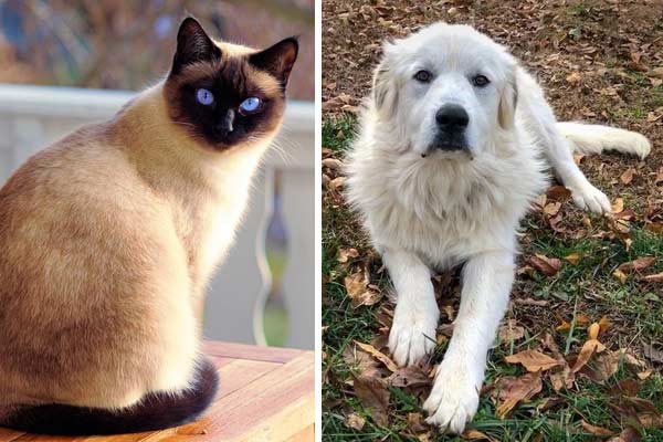 Do Great Pyrenees Get Along With Cats