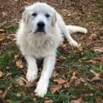 Do Great Pyrenees Have Webbed Feet