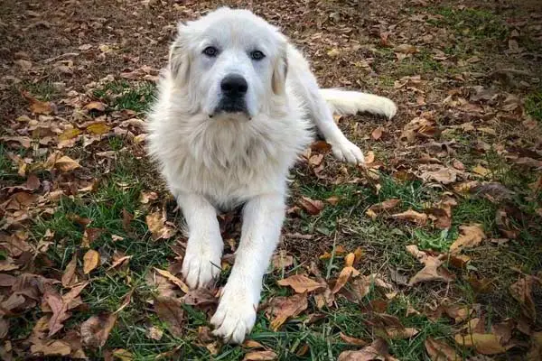 Do Great Pyrenees Have Webbed Feet?