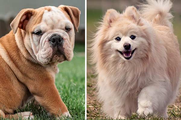 English Bulldog Pomeranian Mix