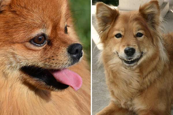 Finnish Spitz Pomeranian Mix