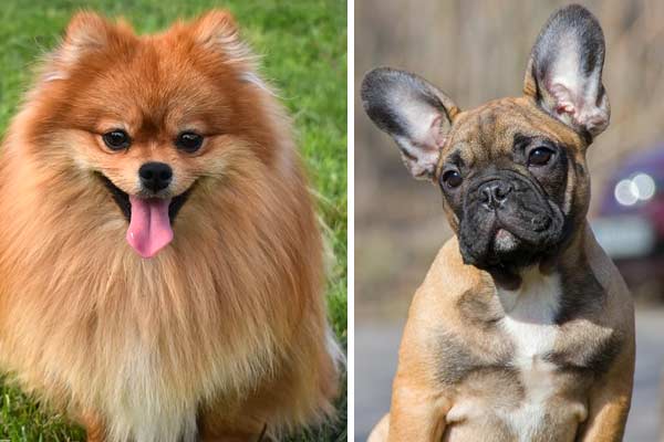 French Bulldog Pomeranian Mix: What Makes it So Popular?