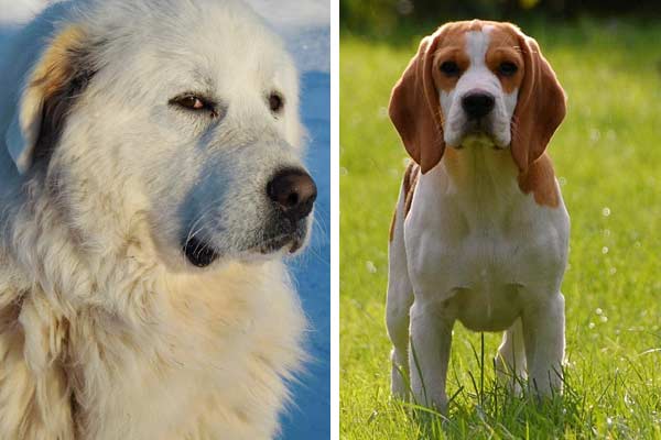 Great Pyrenees Beagle Mix