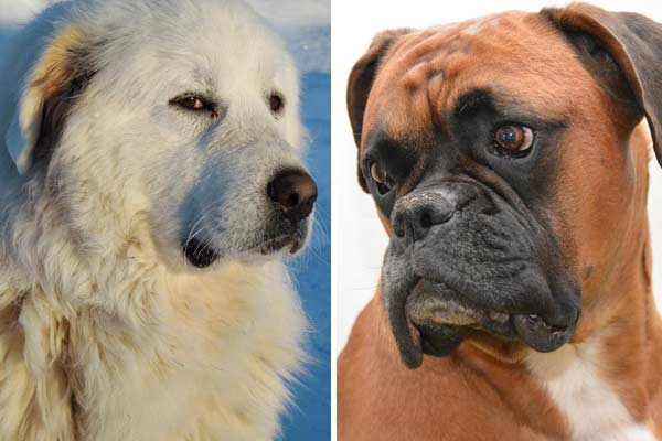 Great Pyrenees Boxer Mix