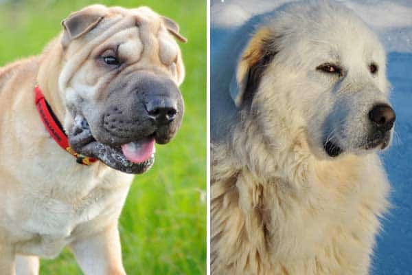 Great Pyrenees Shar Pei Mix: Meet the Independent Calm Dog