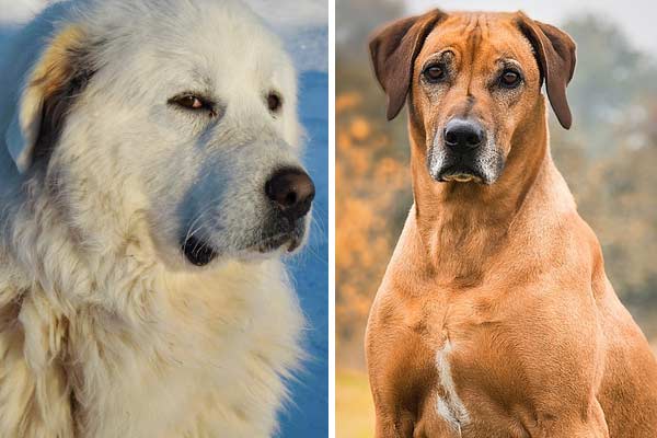 Rhodesian Ridgeback Great Pyrenees Mix