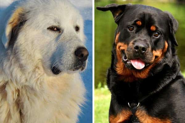 Rottweiler Great pyrenees Mix