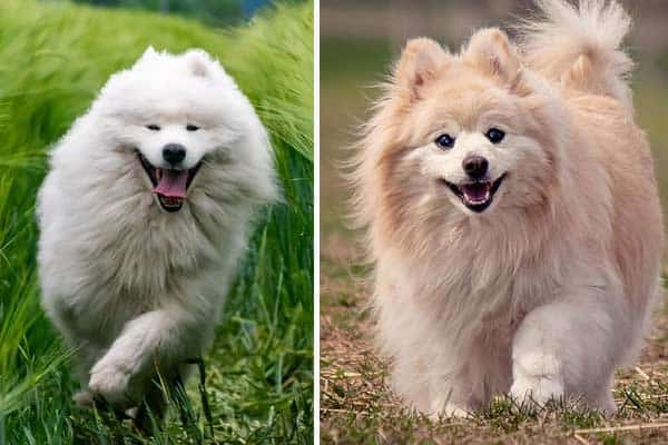 Samoyed Pomeranian Mix: Meet the Inquisitive Gentle Dog
