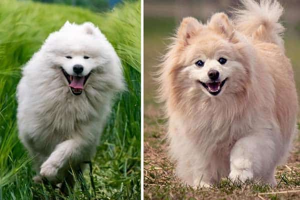 Samoyed Pomeranian Mix