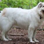 Why Do the Great Pyrenees Howl