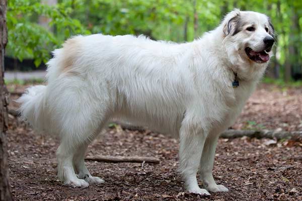Why Do the Great Pyrenees Howl? Here Are 9 Reasons