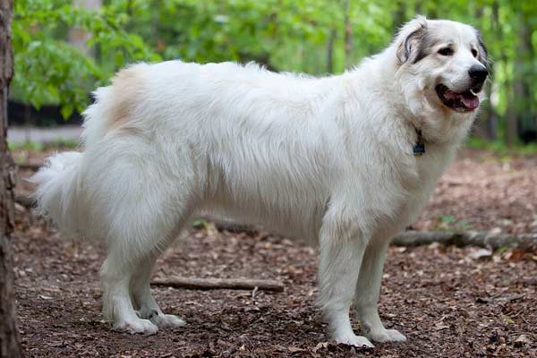 Why Do the Great Pyrenees Howl