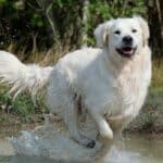 how often should you bathe a great pyrenees