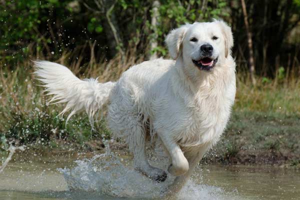 how often should you bathe a great pyrenees