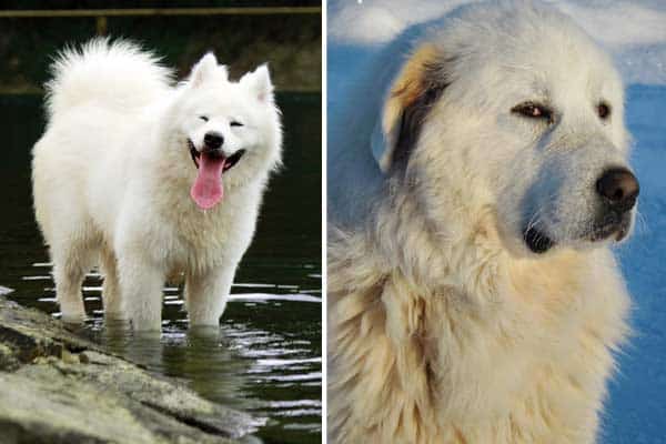 Samoyed Great Pyrenees Mix: Meet the Gentle Smart Dog