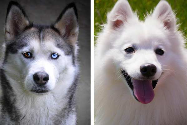 Japanese Spitz Siberian Husky Mix