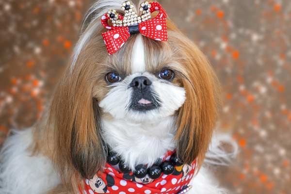18 Surprising Things Shih Tzu Hates to Experience: How to Overcome Them!