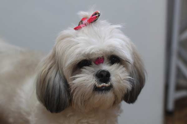 shih tzu grooming