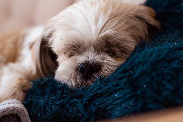 shih tzu hug tightly