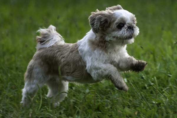 Are Shih Tzu Smart